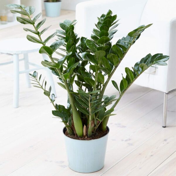 Zamioculca Zamiifolia Indoor Plant - Decorative House Tree 1 x 13cm Potted Plant - Image 2