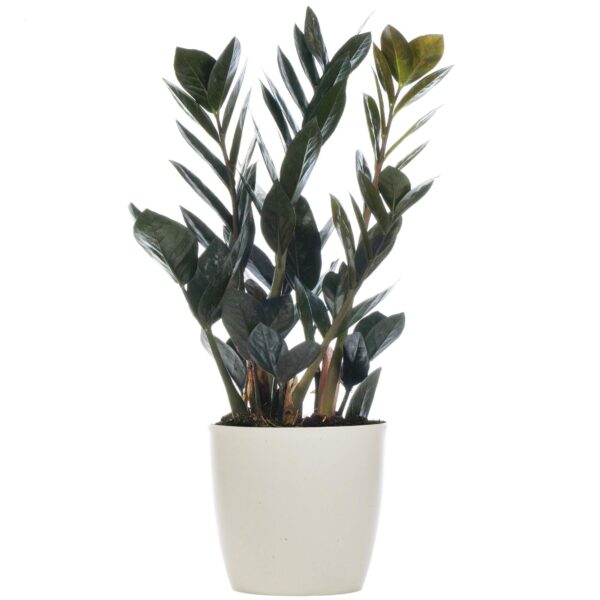 Zamioculcas Raven Black ZZ Plant for Home or Office - Image 4