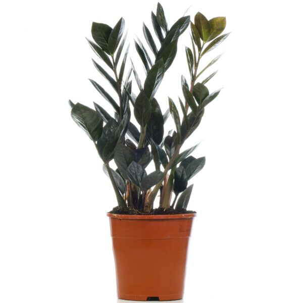 Zamioculcas Raven Black ZZ Plant for Home or Office - Image 3