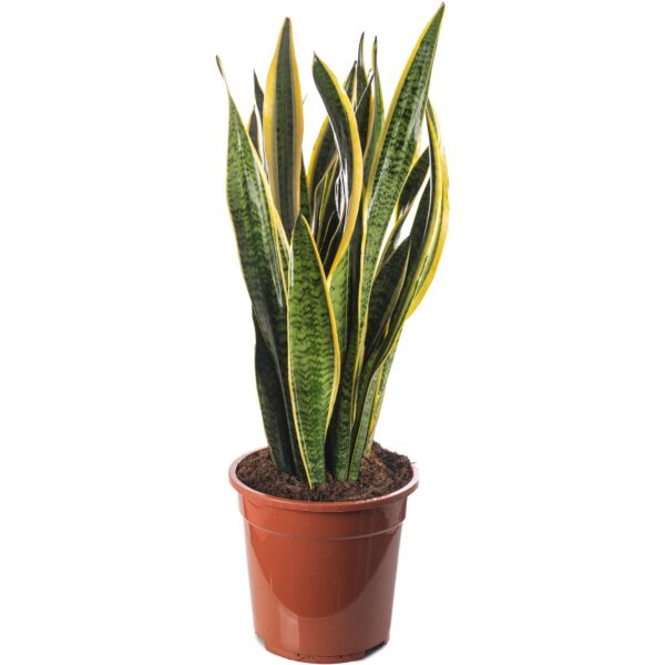 Snake Plant Sansevieria Tall Indoor Plants Exotic Large Trees for Your Home - Image 3