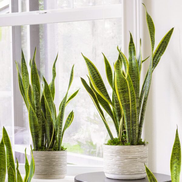 Snake Plant Sansevieria Tall Indoor Plants Exotic Large Trees for Your Home - Image 2