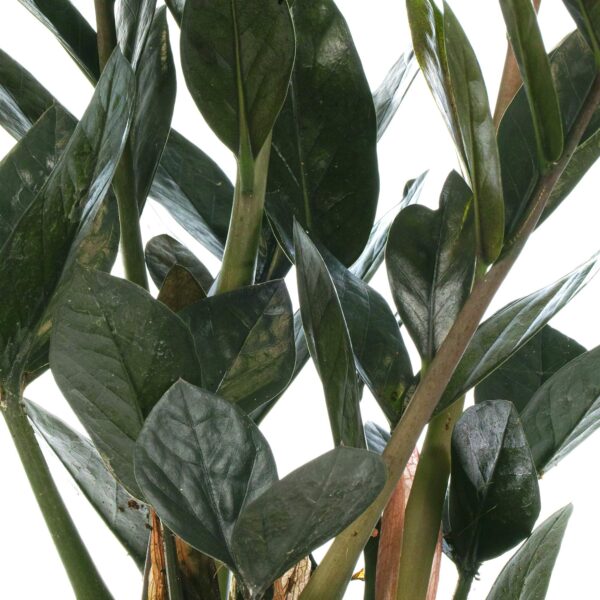 Zamioculcas Raven Black ZZ Plant for Home or Office - Image 2